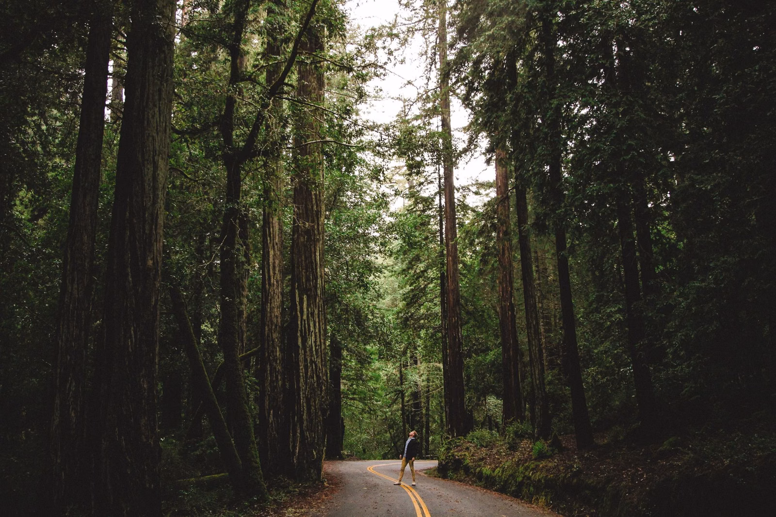 A narrow road through tall coast redwoods in Big Basin Redwoods State Park, photographed in 2017 before the CZU fire